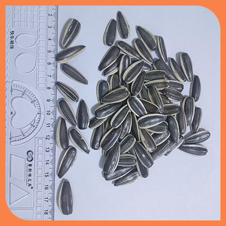 Sun flower seeds